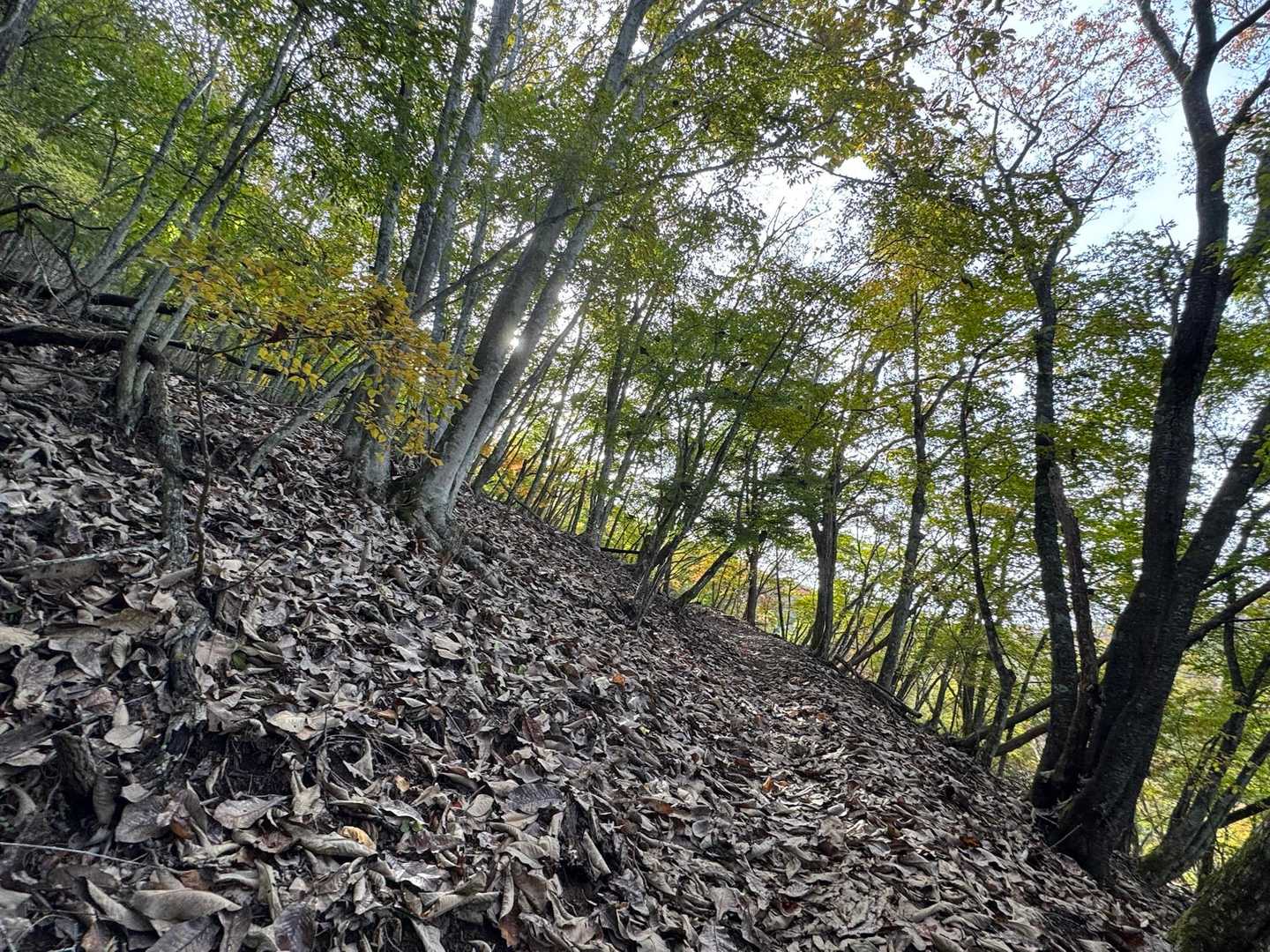 落ち葉ふかふか🍂