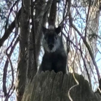その後は、この切株の上から監視👀