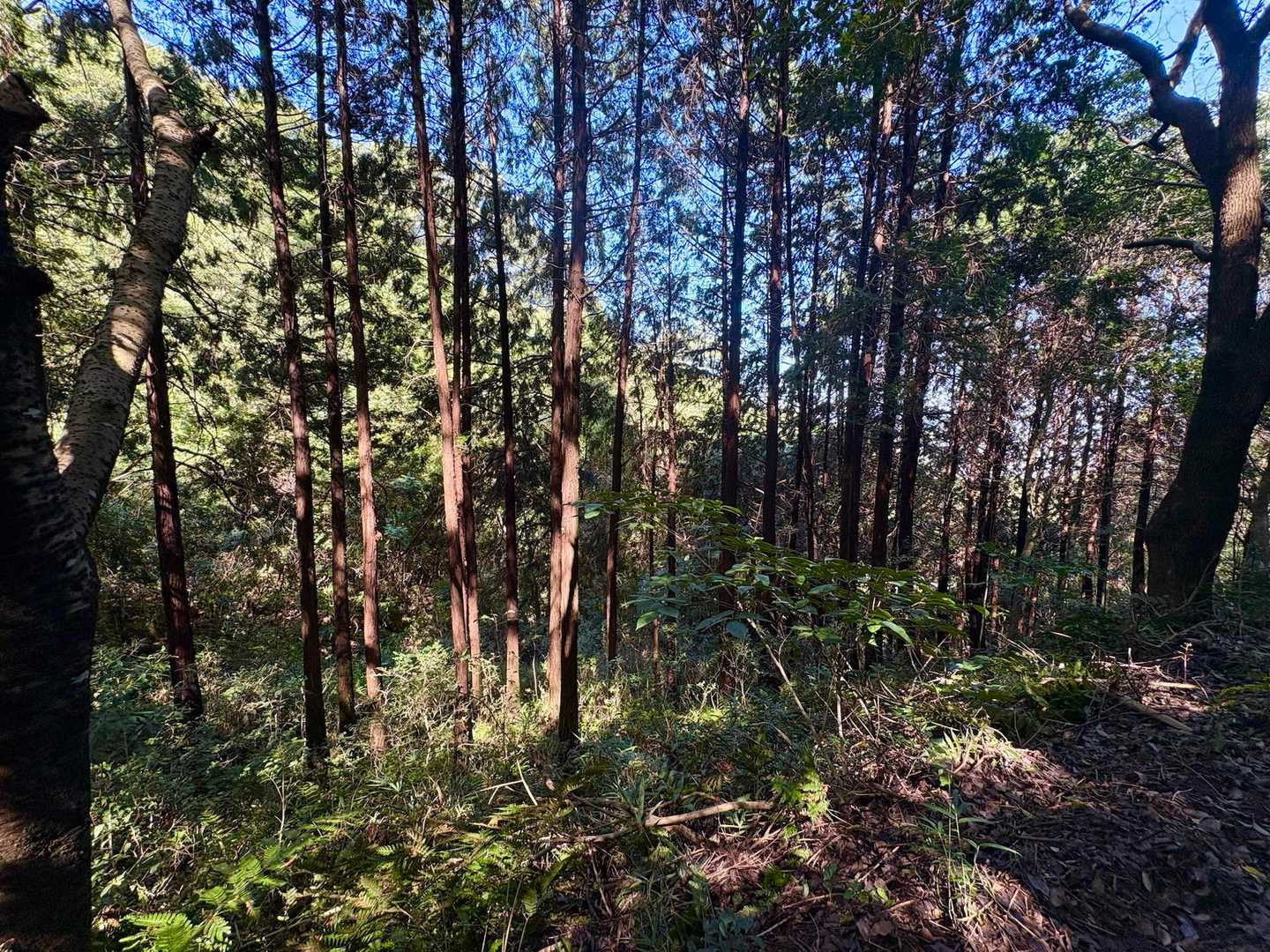 堂山登山道入口-堂山北嶺 往復コースの写真