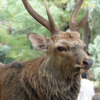 トナカイみたいな大人の🦌♂
今日のイケオジ🦌No.1君に決定🥇
♂の方が♀より早く冬毛に換毛してるっぽい

今は発情期なので♂注意⚠️と🪧ありました