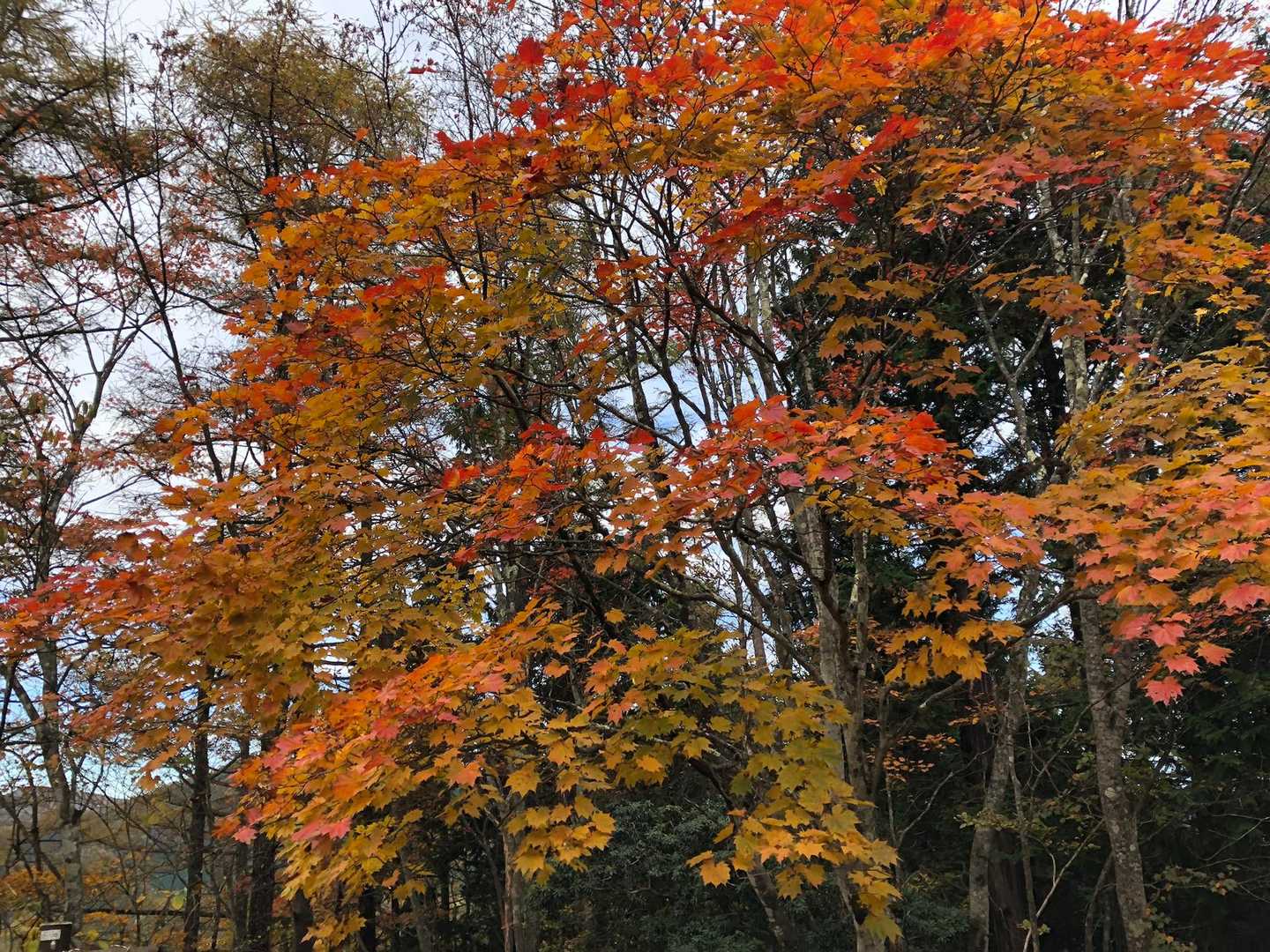 こっちはガッツリ紅葉🍁
