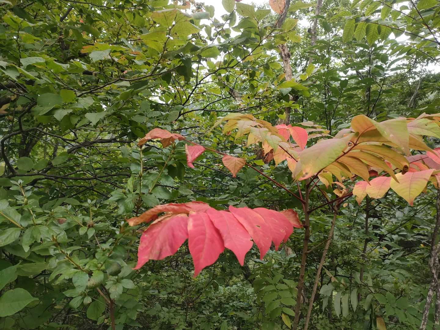 プチ紅葉