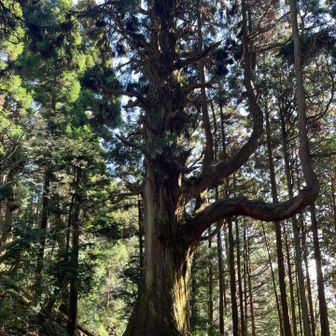 ヨッ👋杉サマッ