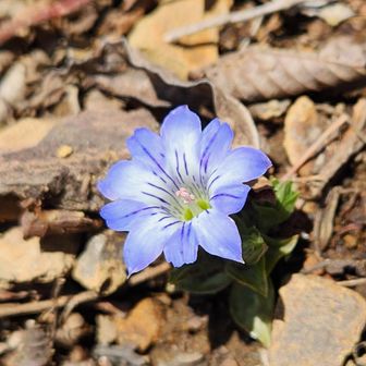 この辺りはリンドウがいっぱい💜