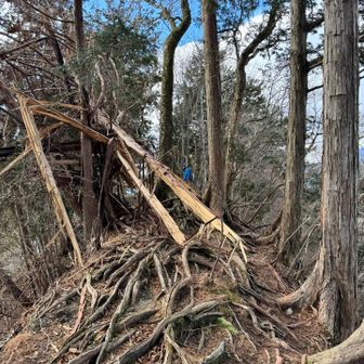 この先が山頂だけど倒木が😅