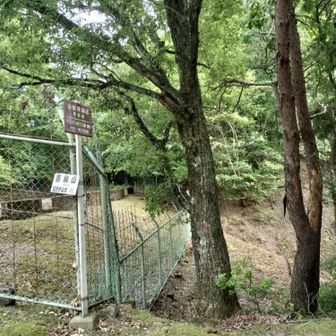 喜撰山の取り付き。