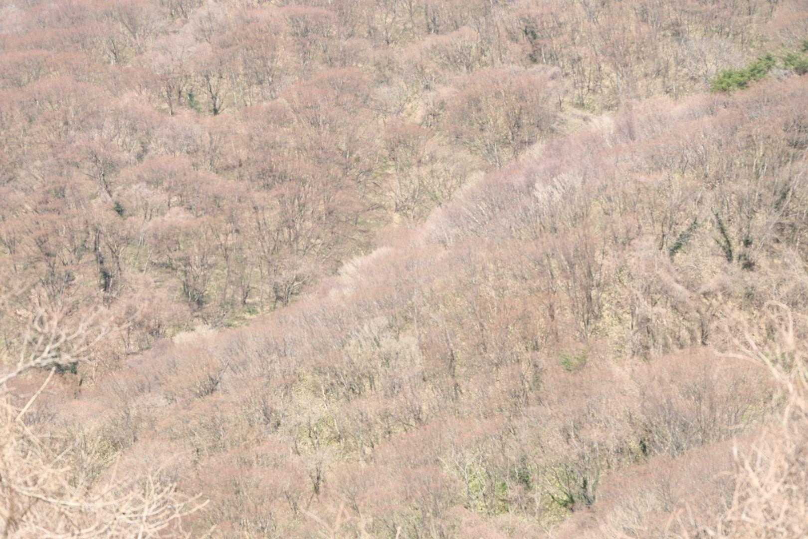 山はピンク色に