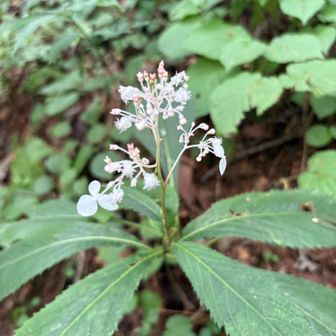クサアジサイ　(草、多年草)   目立たず地味な性格