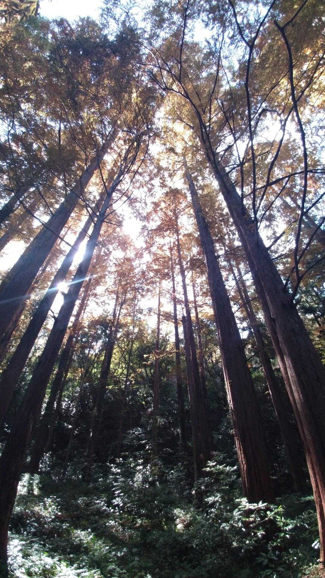 大山 周回コースの写真