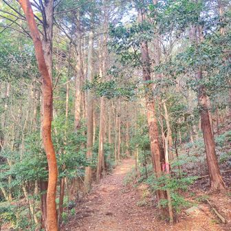 登山道は分かり易く目印も多い👍