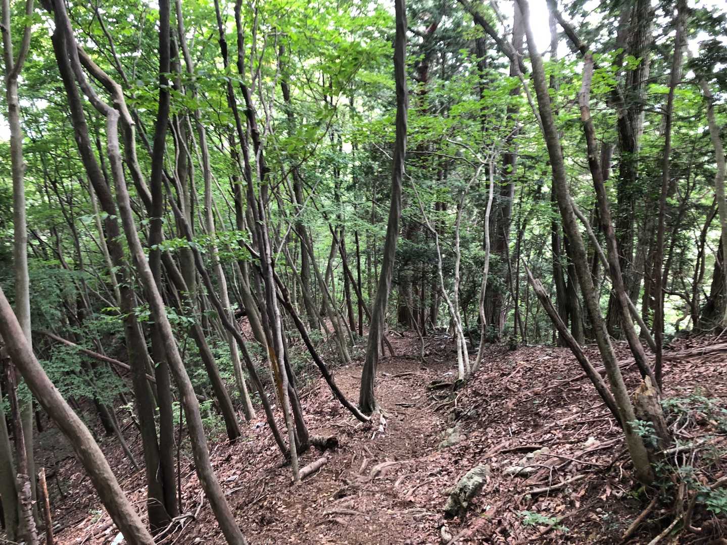 風も止み暑い😵
