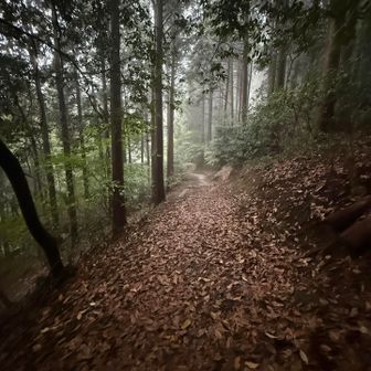 雨の日の薄暗いトレイルもよき✨