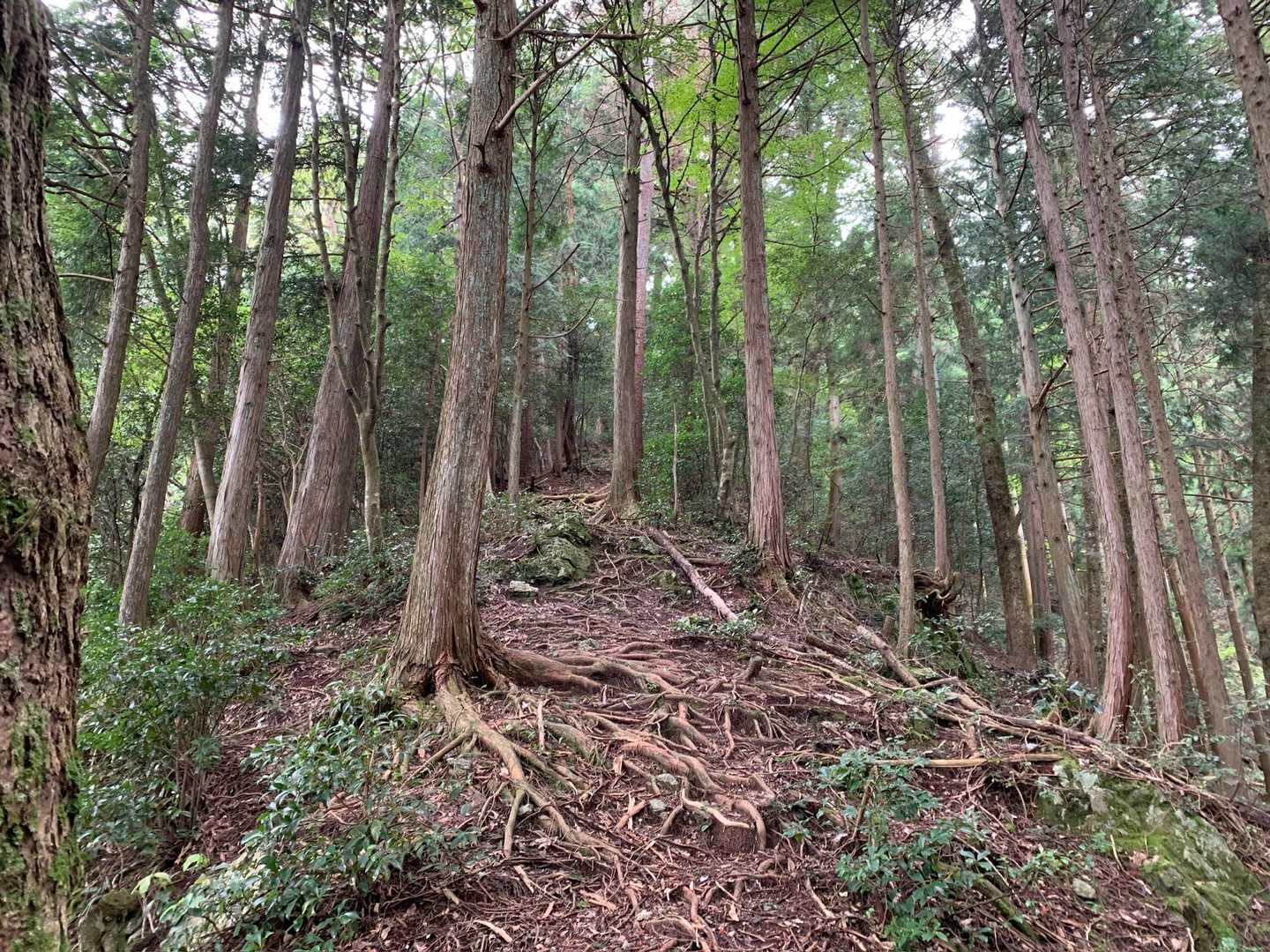 平らになったらまた急登の繰り返し