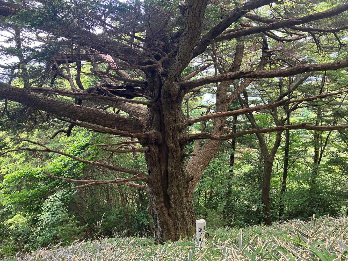 笹神山に自生している樹齢300年前後の〝黒ノ田の大ツガ〟です🌲