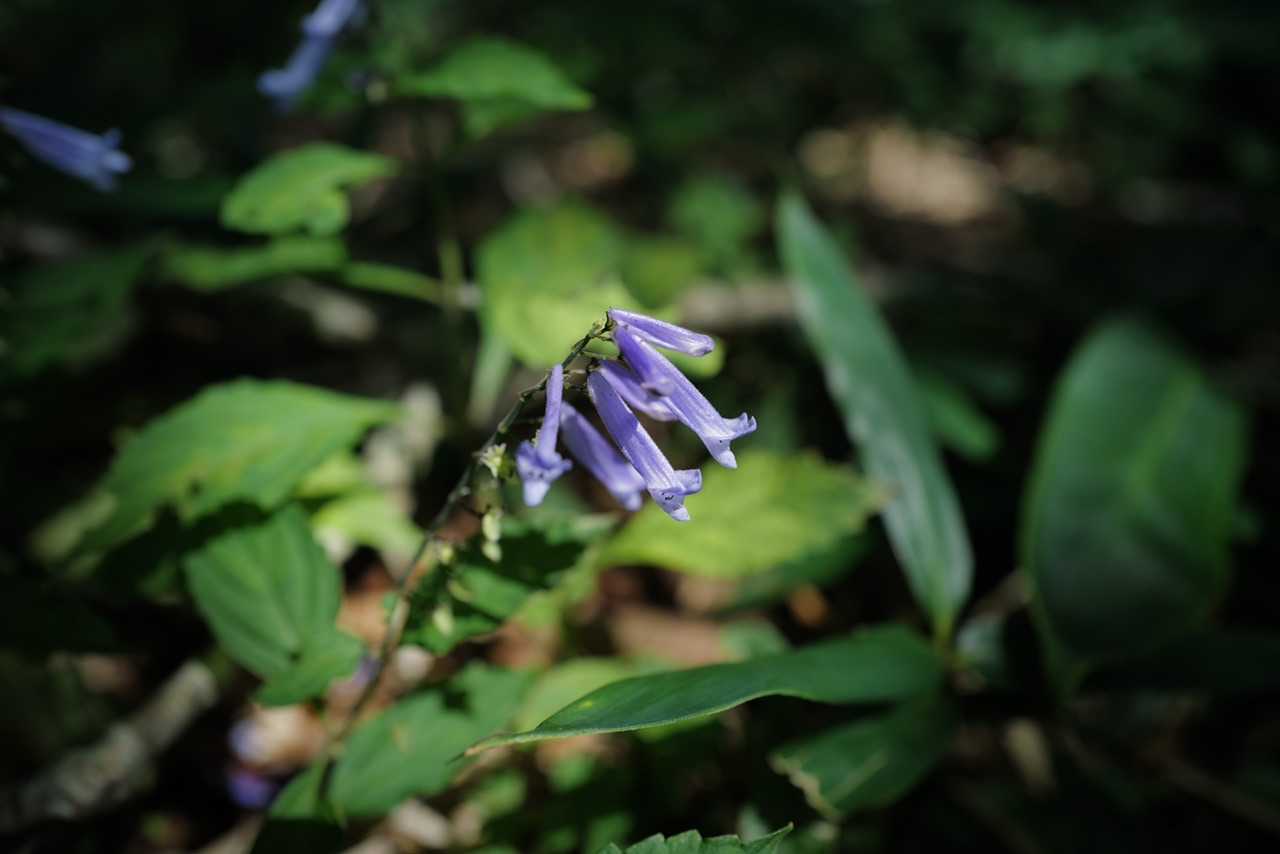 おっ！さっそく。
セキヤノアキチョウジ🌸
