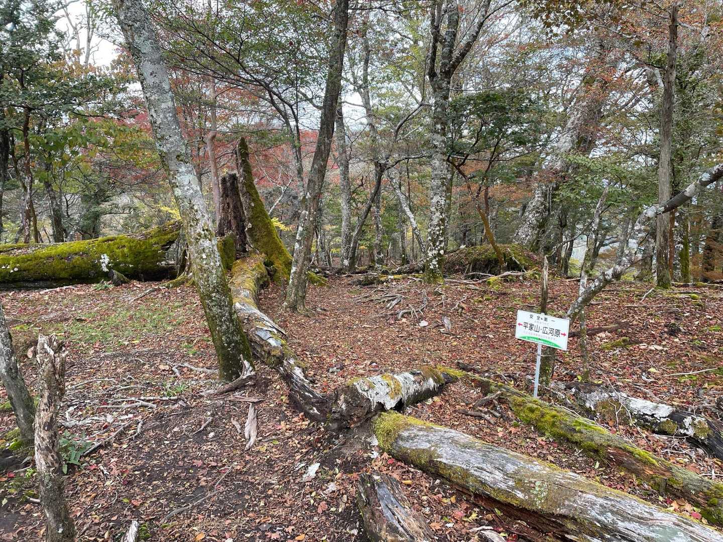 ここから丹沢と同じ「バカ尾根」です
歩きやすいですね🚶‍♂️