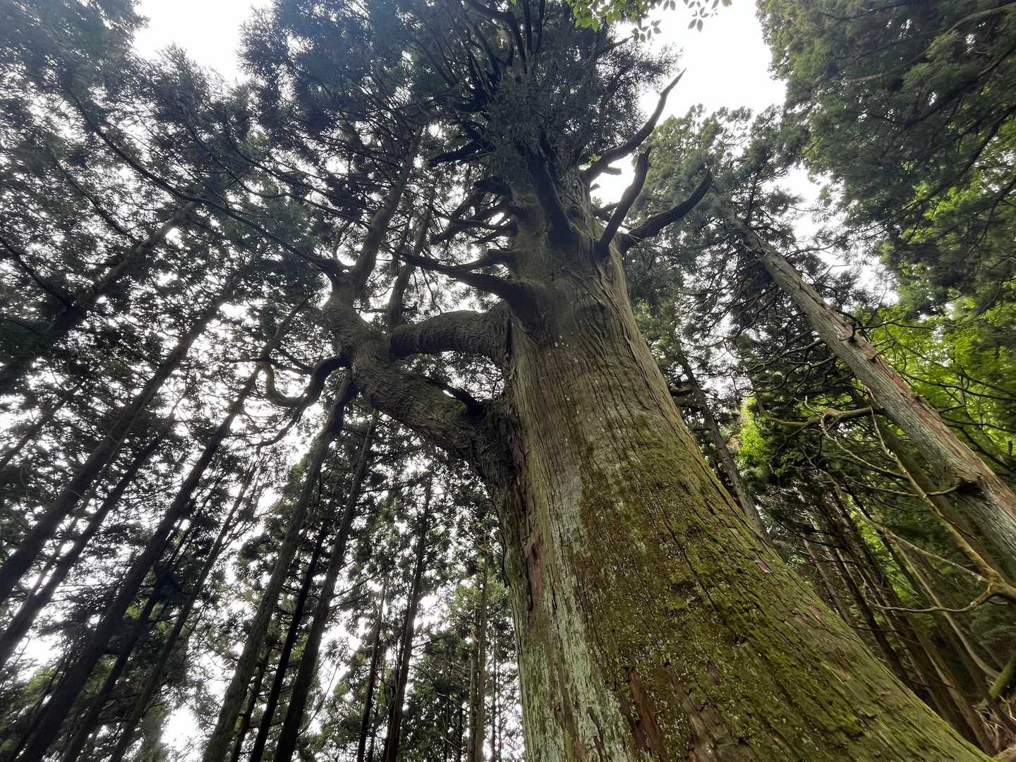 天狗杉