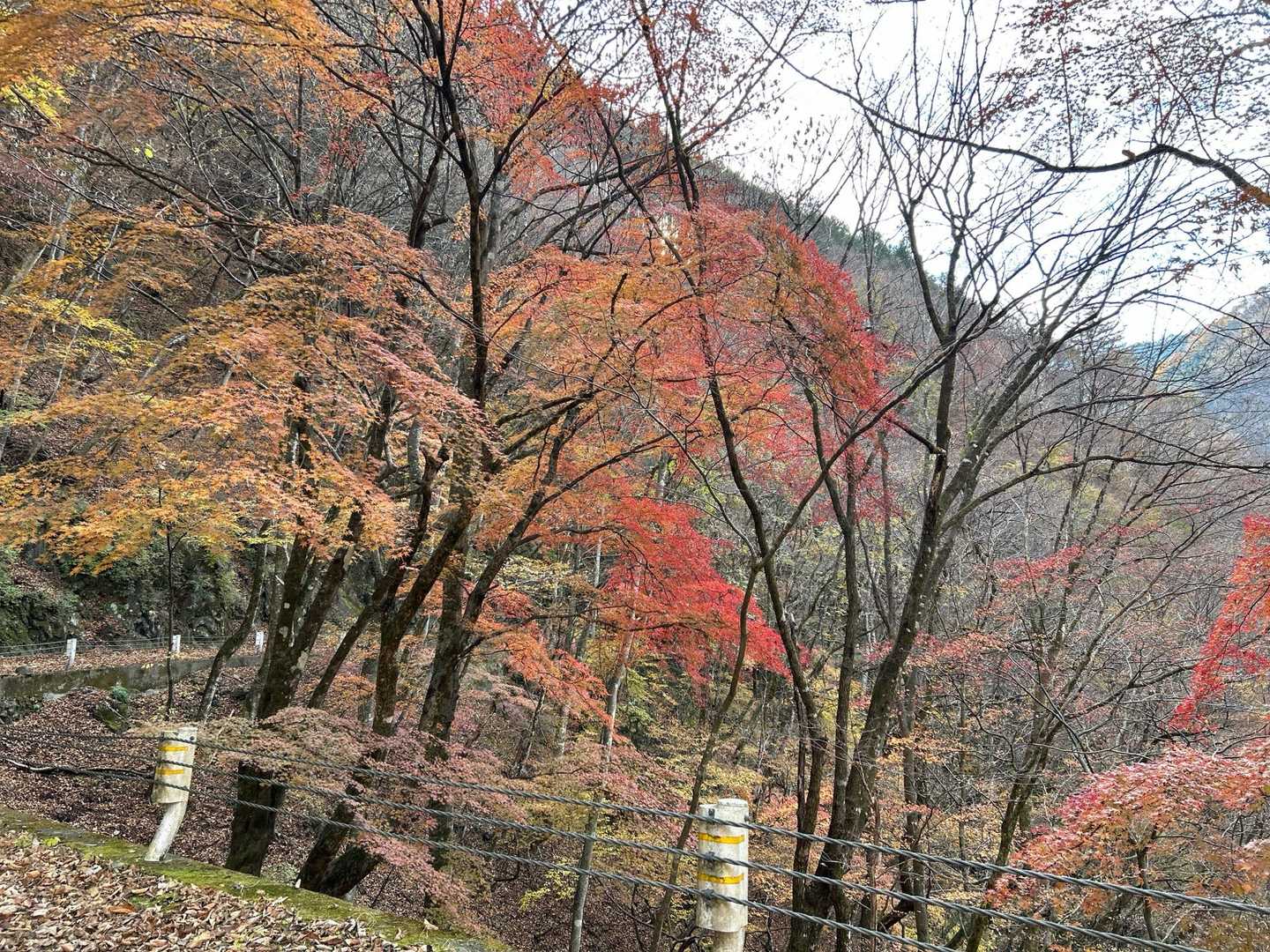 お祭バス停-雲取山・飛龍山登山口-飛龍山-飛竜権現-前飛竜 縦走コースの写真