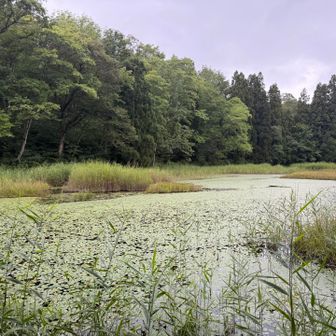 市民の森・西向沼という看板から入り込んだので西向沼にも立ち寄ろう