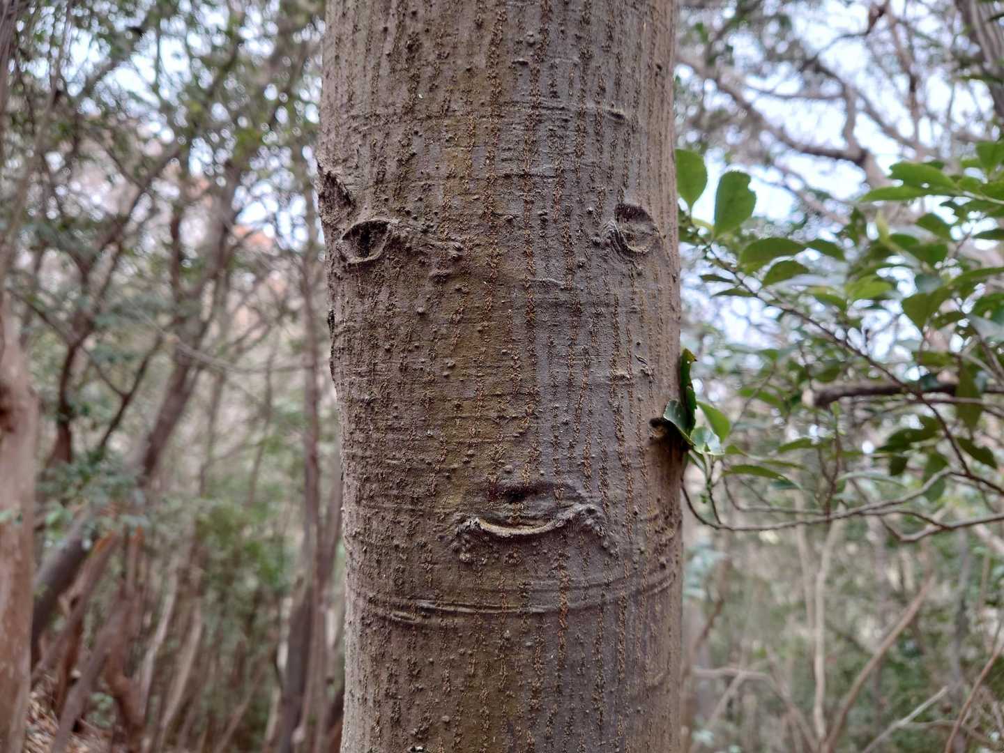 お顔①