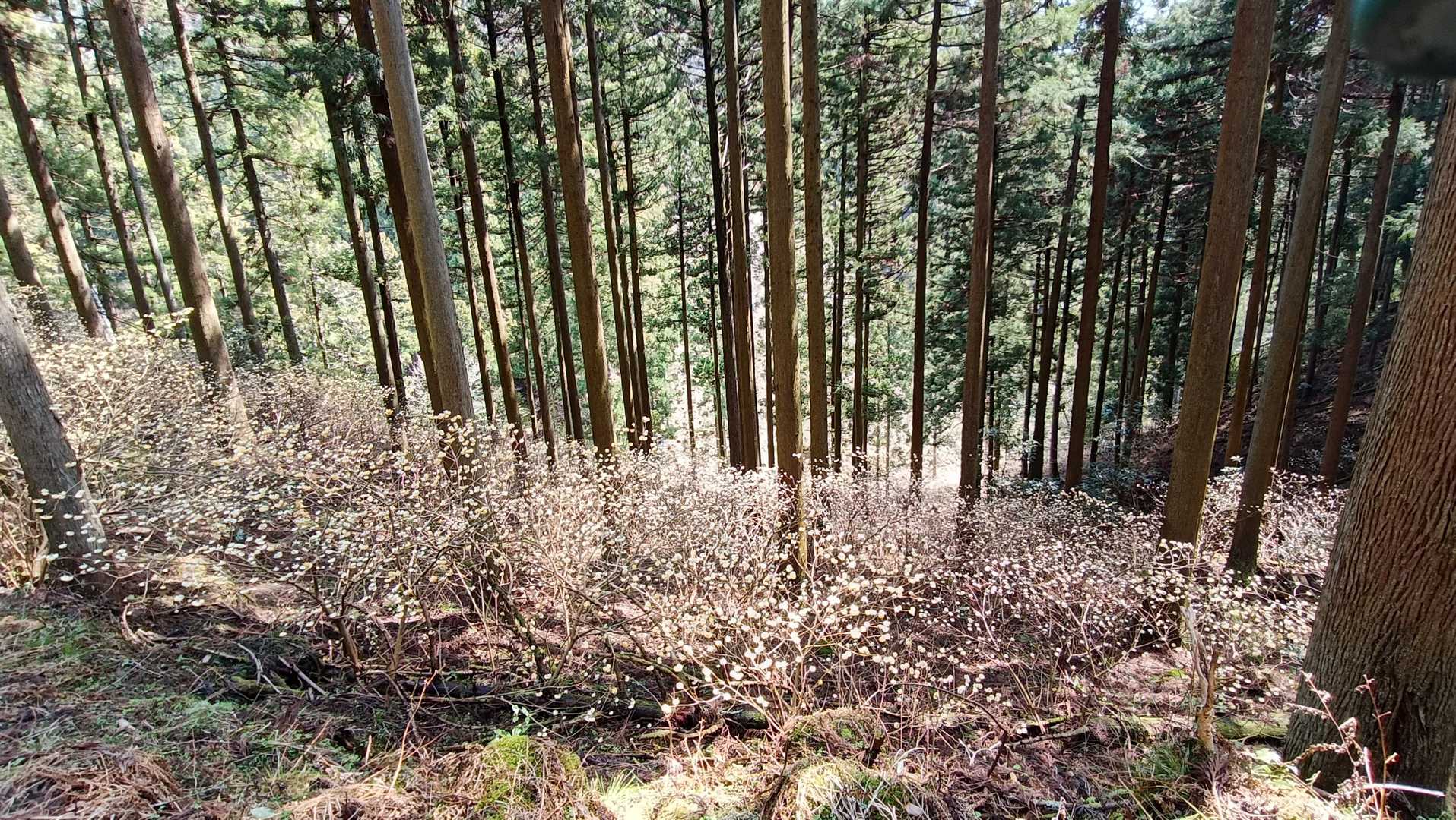 ミツマタは下向きに咲いてるので上から見るともちろん白一色🤍