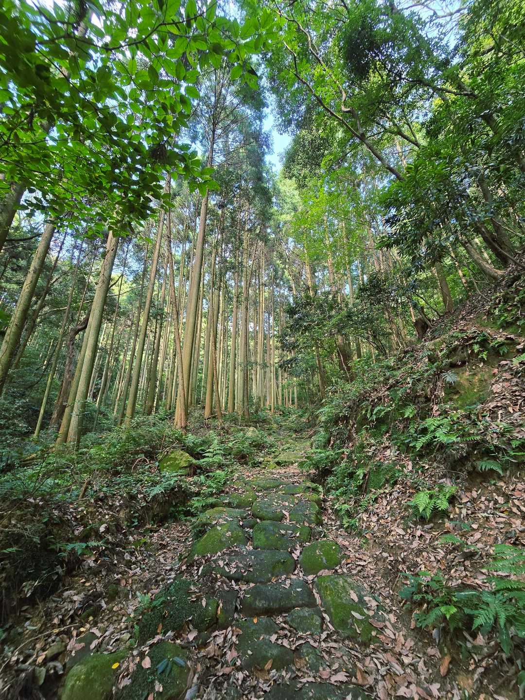 最初は苔石ゾーンから