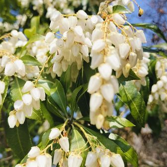 馬酔木も満開🥰