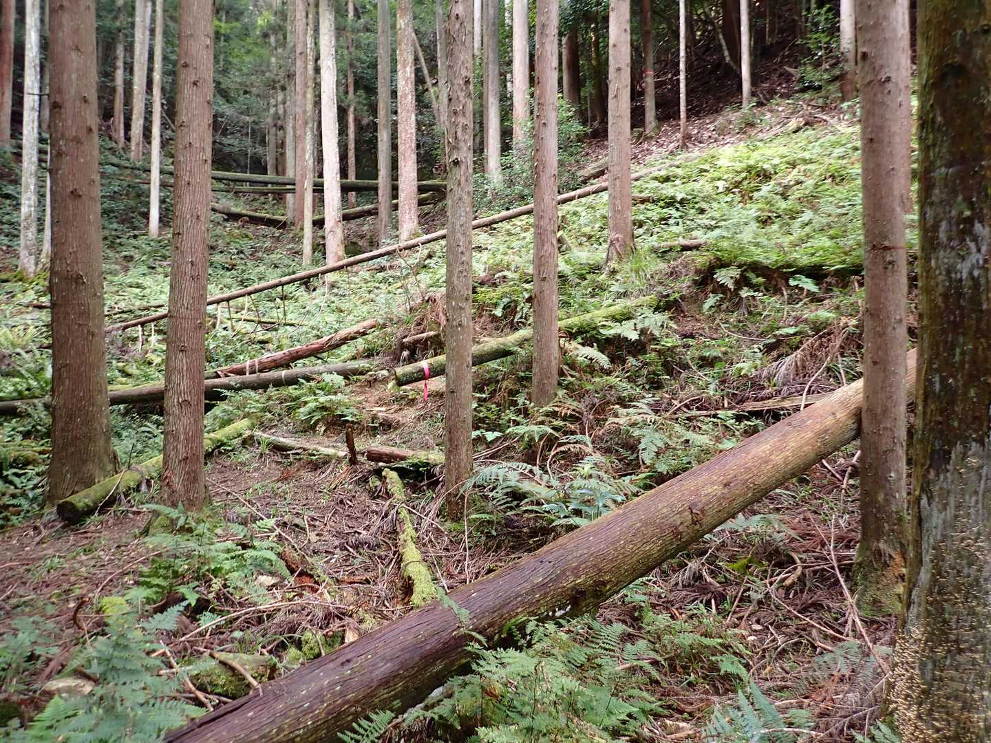団体さんを追い抜いて橋を渡り、登山道に入るが倒木有り少し分かりづらい。