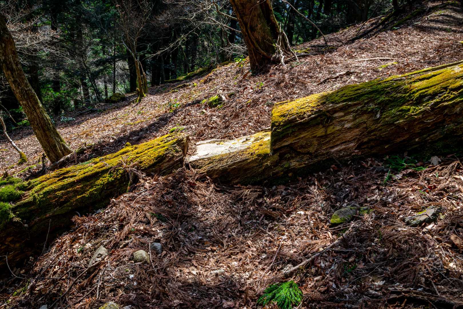坂本棚田バス停-野登山 往復コースの写真