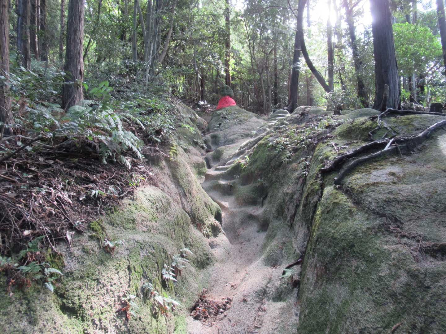 土器山のルートに似てますが
こちらが広い（＾＾；