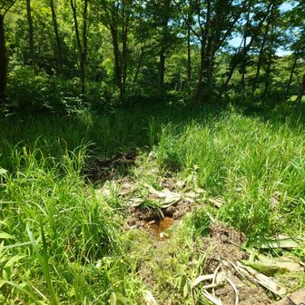 電気柵⚡と網があるハズなのに、イノシシ🐗に荒らされています😆
水芭蕉💚🤍の根っ子はイノシシの大好物だそうです🐗
ちなみに熊🐻は水芭蕉の葉っぱを食べるそうです
根っ子が荒らされているので🐗です😅