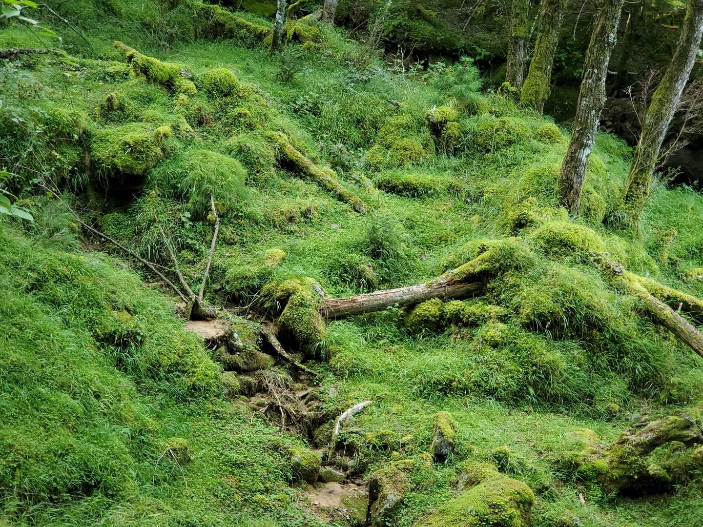 八ヶ岳の苔ロード