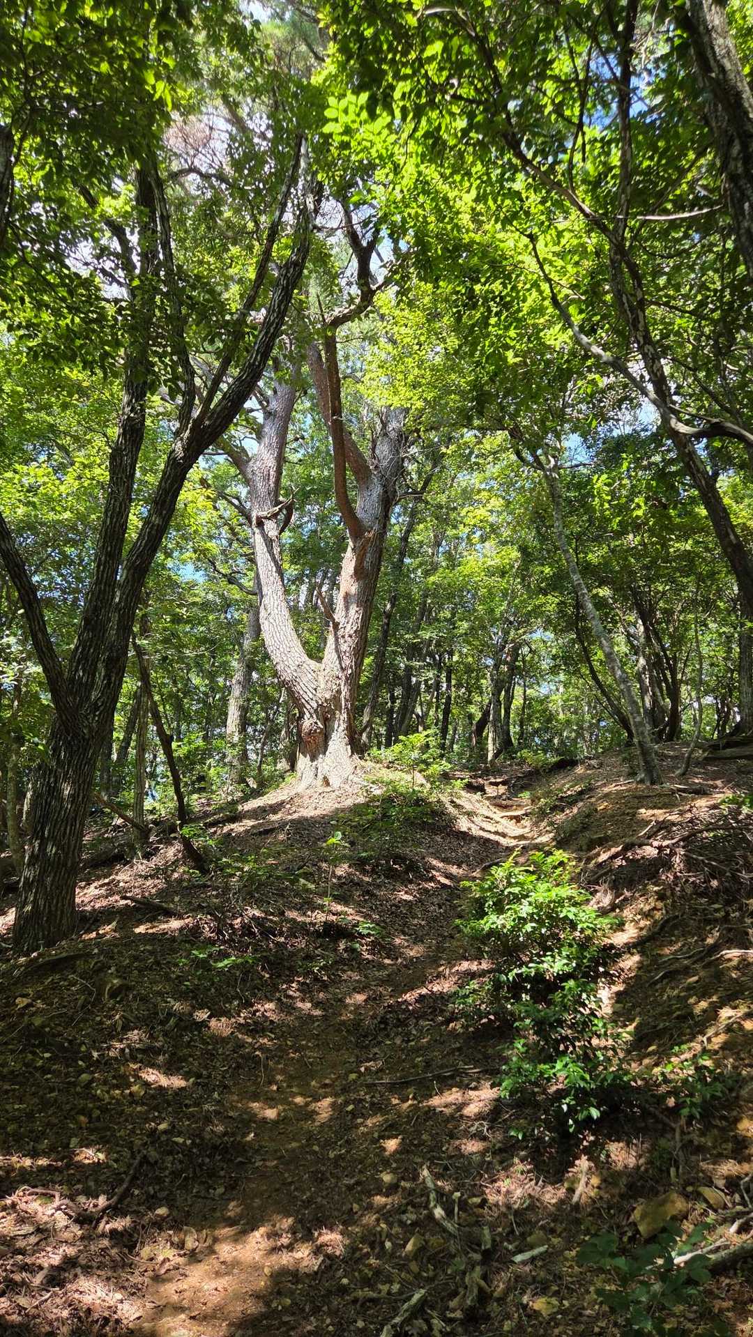 ずっと軽い尾根歩きと思い込んで来たけどジグザグしないから直登だったりで急坂部分も少しありました