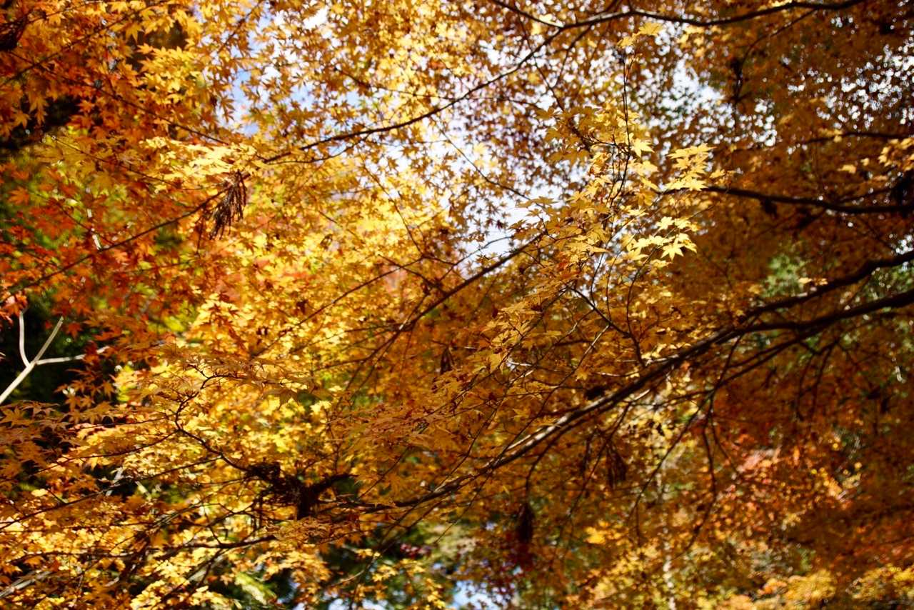 🍁🍁🍁✨