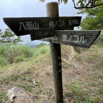 猪のコル🐗八面山⛰️方面、次は大久保山⛰️