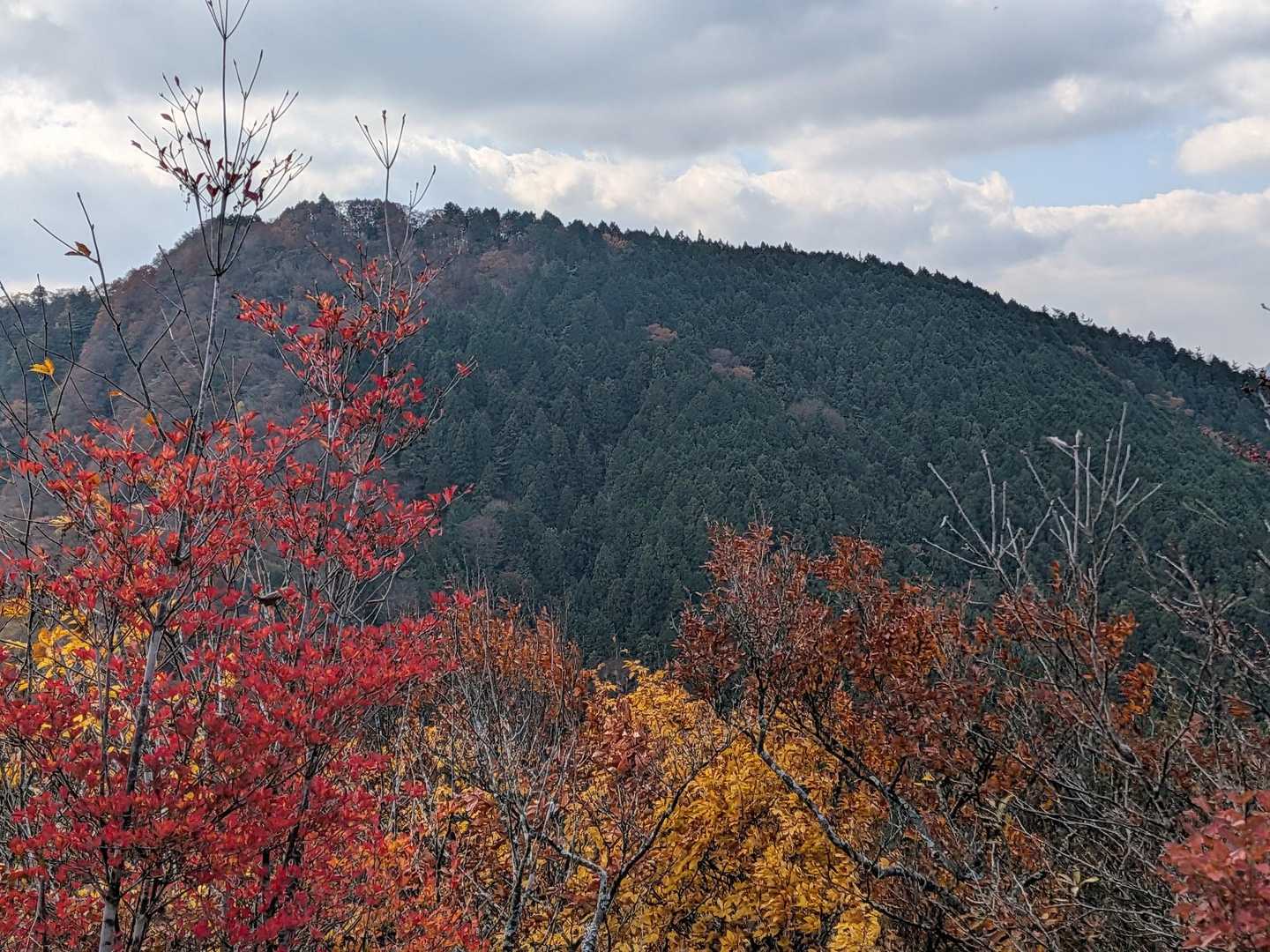 紅葉🍁綺麗