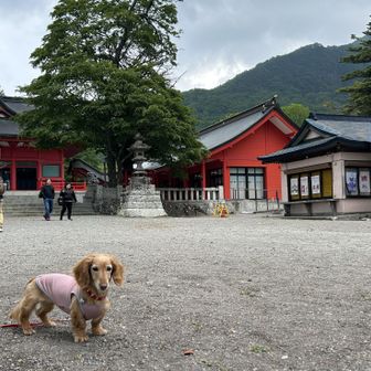 赤城神社でnanaco共々手を合せて！