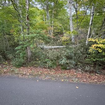 倒木のせいだったか。
登山道入口。ここからは道が完全に見えないけど、この木を跨いで2m進んで右を向けば、登山道あります。