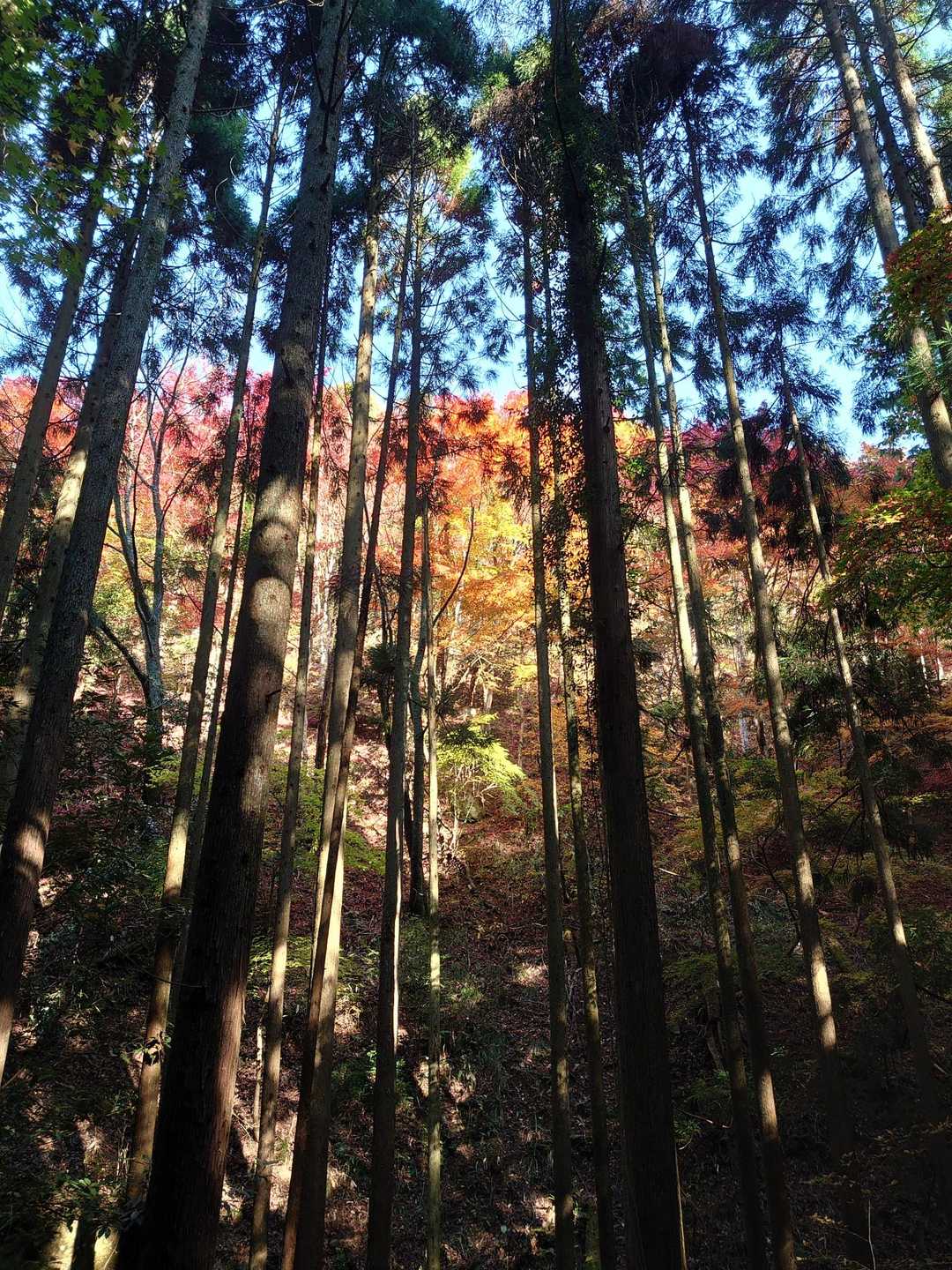 三角山 周回コースの写真