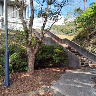 駐車場🅿️の奥の階段を登ります。