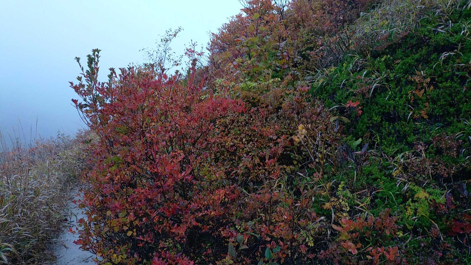 この辺はいい感じに色づいてますね🍁