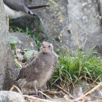 かわいい雛
外敵から狙われにくいように岩と同じような羽毛の色(保護色)

目の色(虹彩の色)も雛の時は黒っぽいが成鳥になると黄色くなる