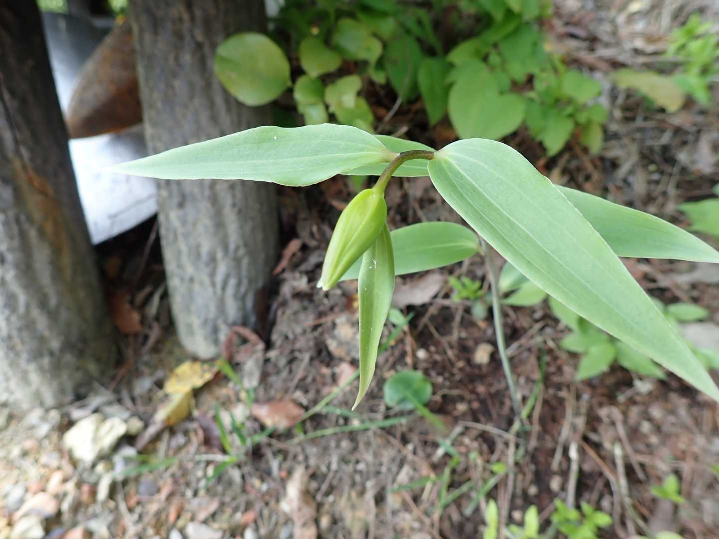 ササユリの蕾