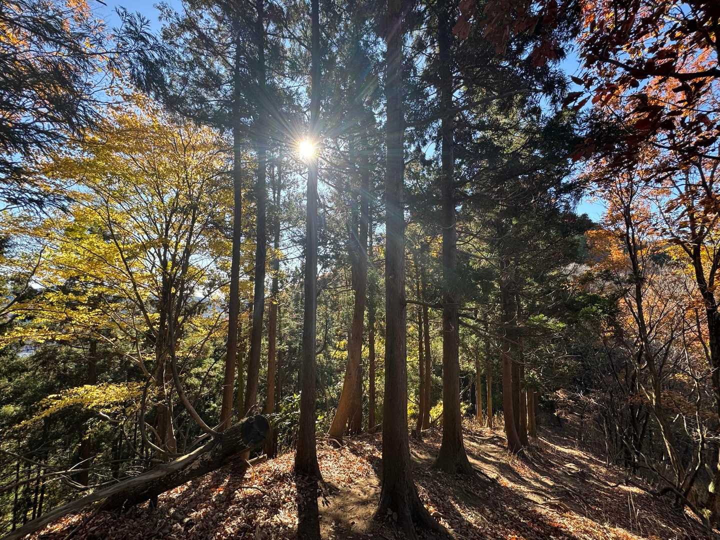 吾妻山入り口-吾妻山登山口-吾妻山-岩木戸山-萓野山 往復コースの写真