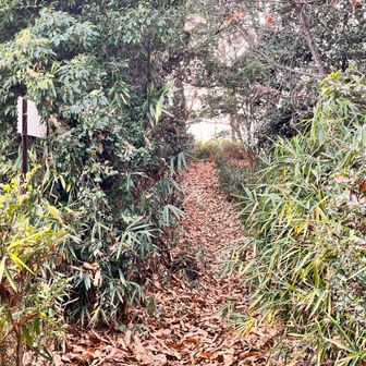 ふかふかの落ち葉🍂