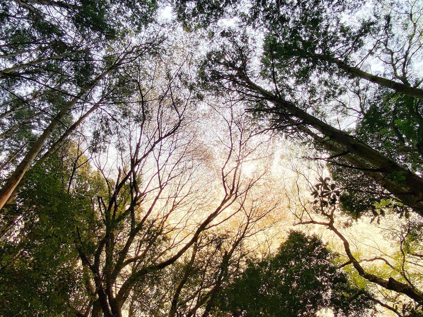 目配山 往復コースの写真