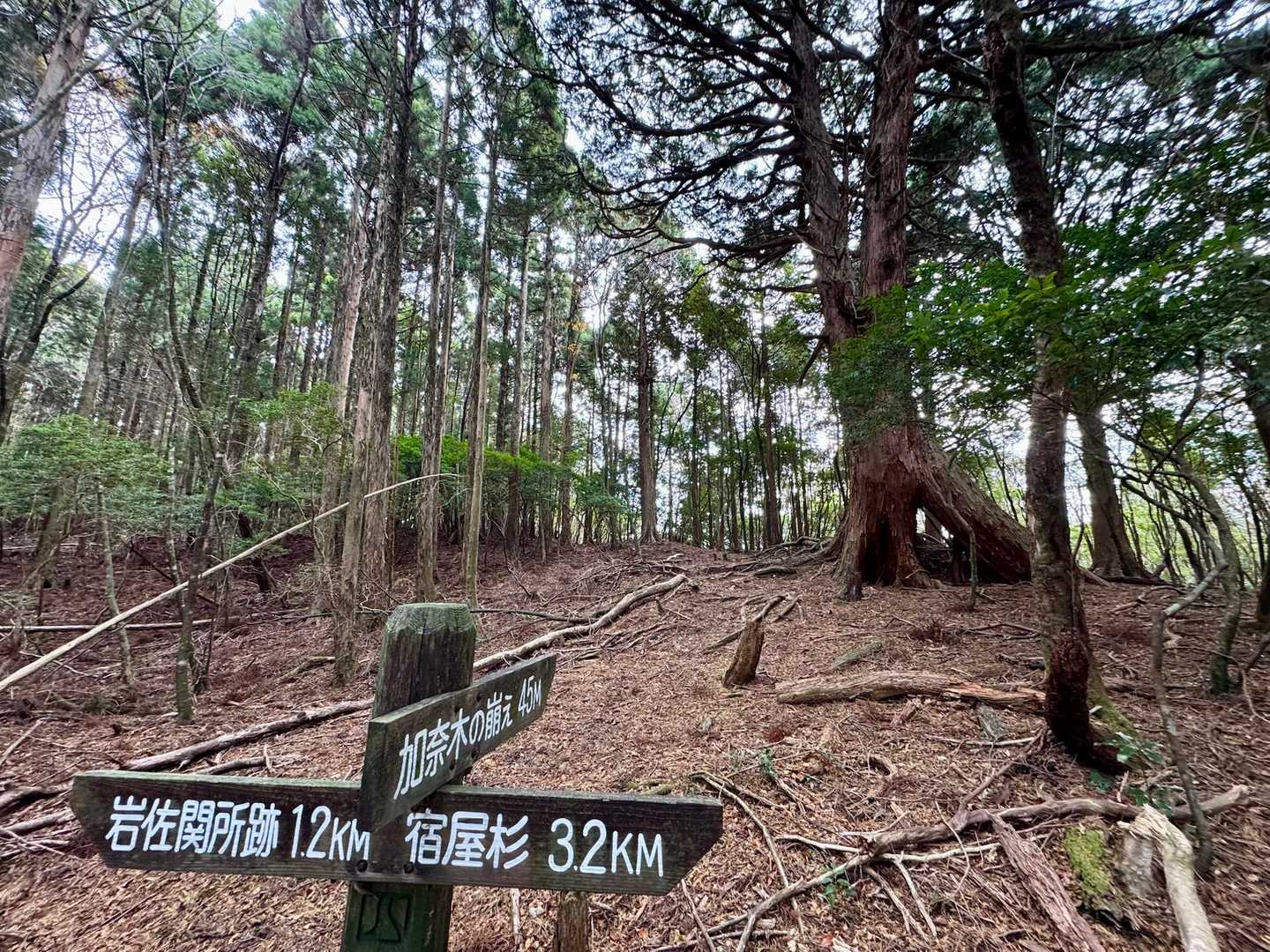 宿屋杉登り口-宿屋杉-熊笹峠-装束山-装束峠-お産杉跡-岩 周回コースの写真
