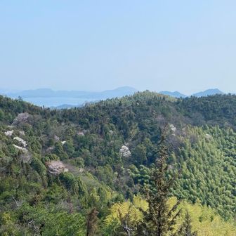 海を背景に、ところどころに桜がのぞく里山の春