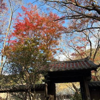 晩秋の瑞泉寺、よかった！心に残るお寺でした🍁