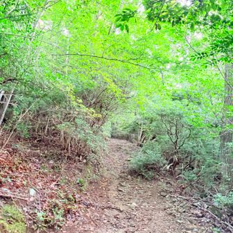 登山道も広く歩きやすい👍